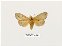 藏品(黃斑舟蛾)的圖片